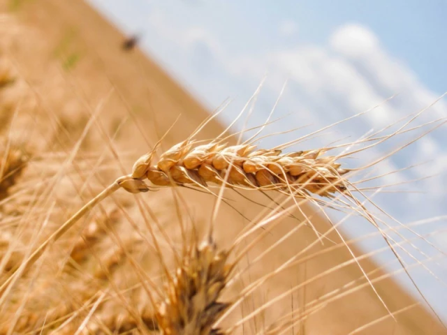 Микробиологические удобрения были испытаны на озимой пшенице