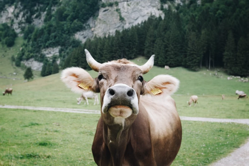 Тепловой стресс у коров: важность правильного питания в жарком климате