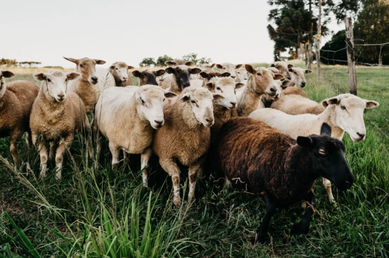 Профилактическая забота о здоровье овец: вакцинация, дегельминтизация и витаминизация как необходимый комплекс